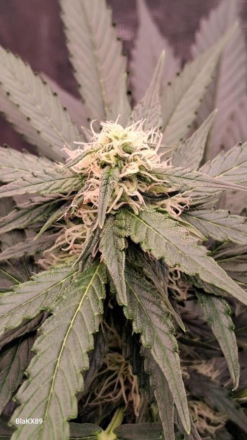 Super Strains Do-Si-Dos Auto & Hy-Pro. Week 6