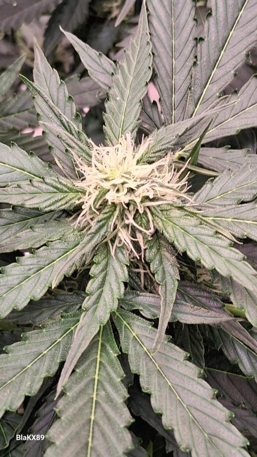 Super Strains Do-Si-Dos Auto & Hy-Pro. Week 6