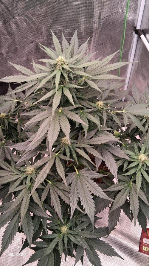 Super Strains Do-Si-Dos Auto & Hy-Pro. Week 6