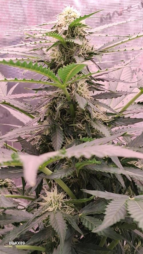 Super Strains Do-Si-Dos Auto & Hy-Pro. Week 6