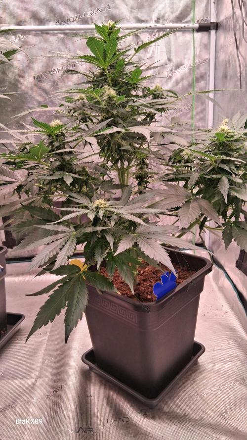 Super Strains Do-Si-Dos Auto & Hy-Pro. Week 6