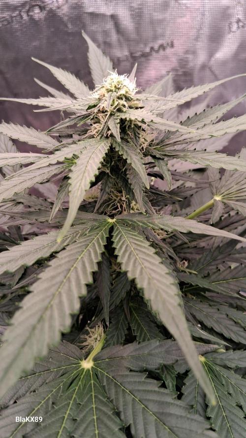 Super Strains Do-Si-Dos Auto & Hy-Pro. Week 6