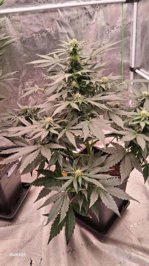 Super Strains Do-Si-Dos Auto & Hy-Pro. Week 6