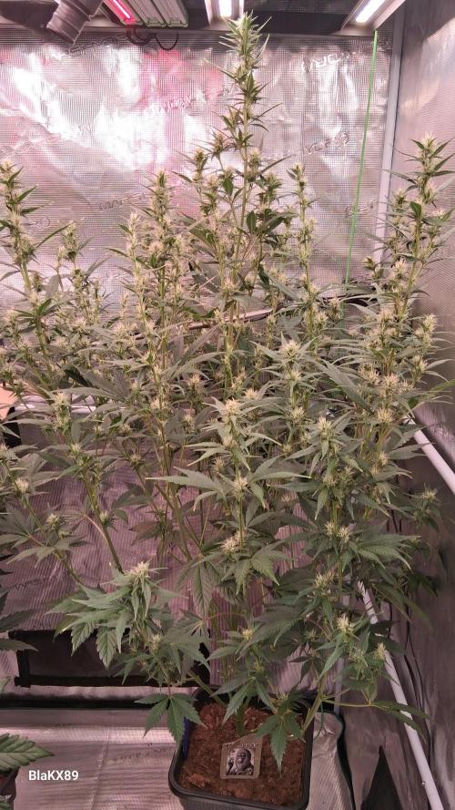 Auto | Dr. Zaius OG from V-Buds. Week 6
