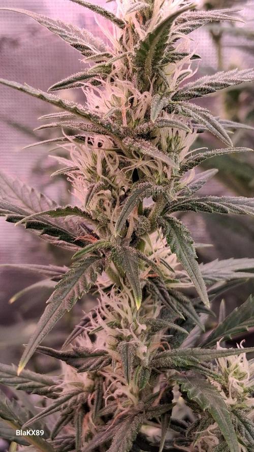 Auto | Dr. Zaius OG from V-Buds. Week 6