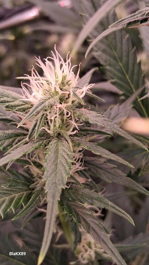 Auto | Dr. Zaius OG from V-Buds. Week 6