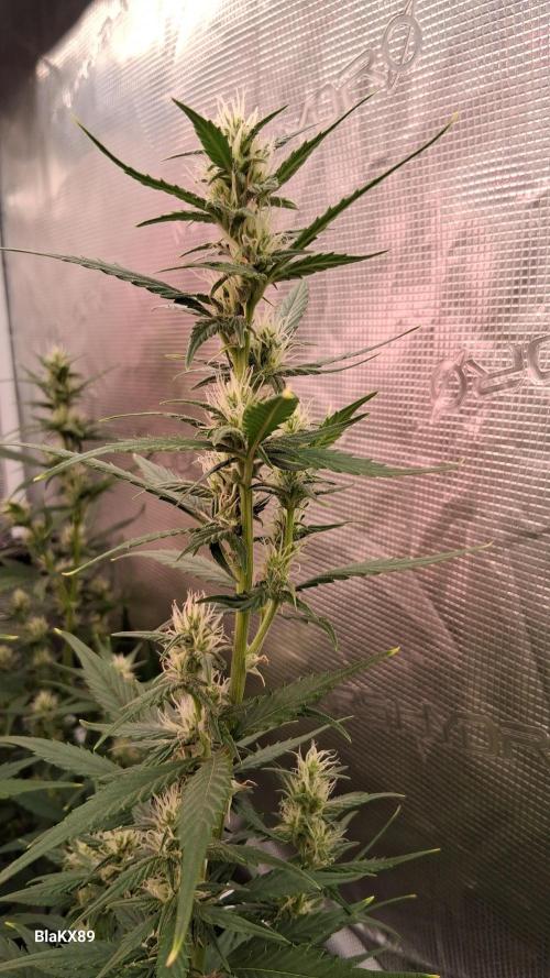 Auto | Dr. Zaius OG from V-Buds. Week 6