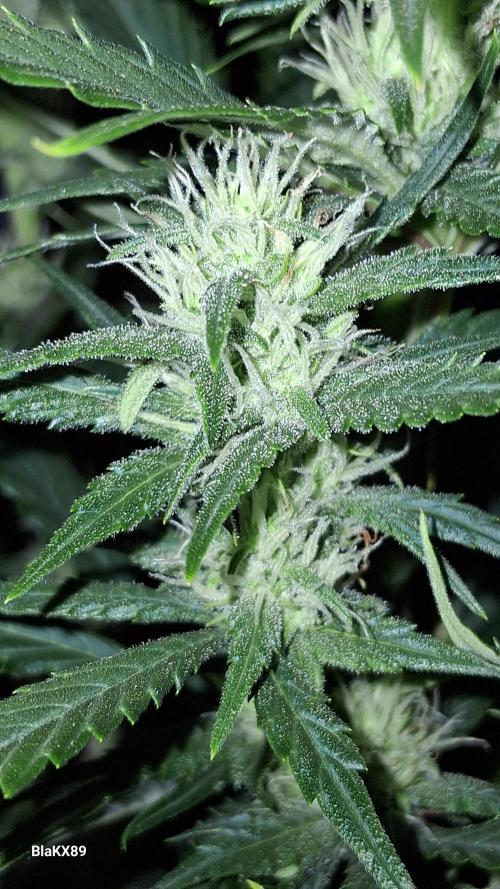 Auto | Dr. Zaius OG from V-Buds. Week 6