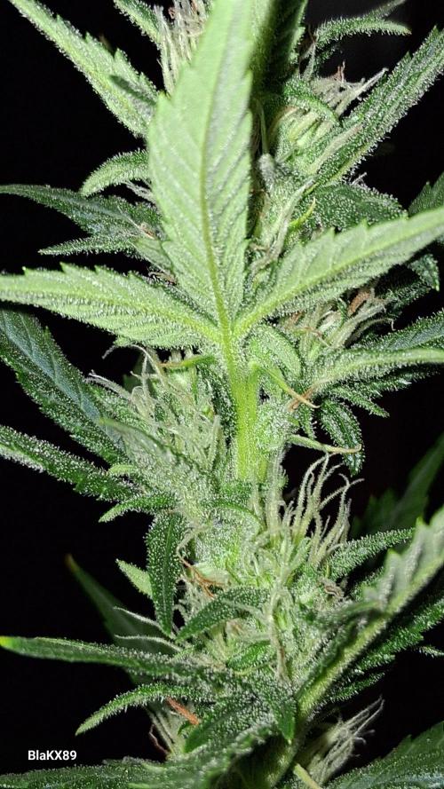 Auto | Dr. Zaius OG from V-Buds. Week 6