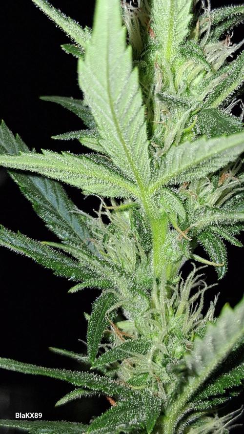 Auto | Dr. Zaius OG from V-Buds. Week 6