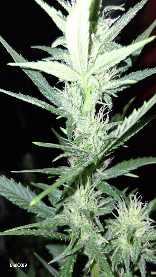 Auto | Dr. Zaius OG from V-Buds. Week 6