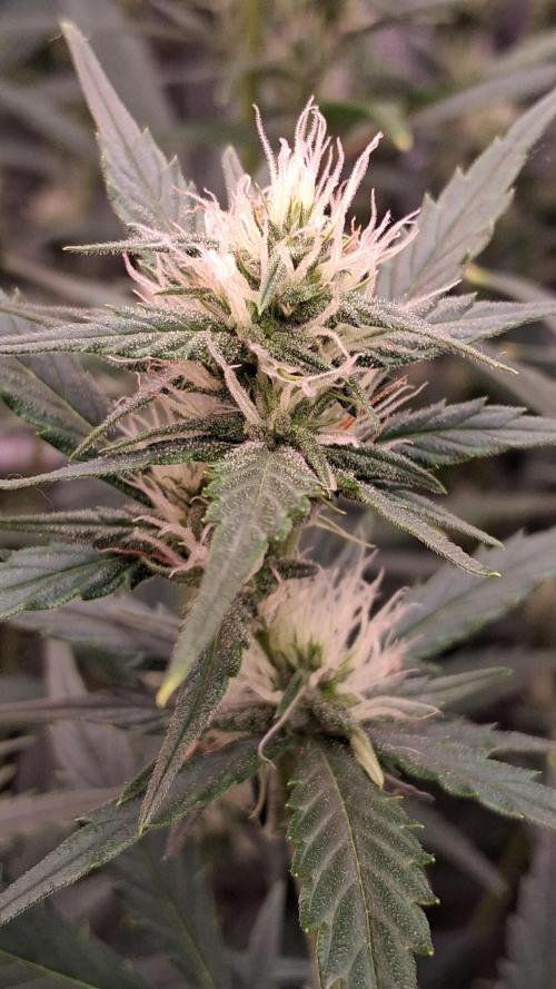 Auto | Dr. Zaius OG from V-Buds. Week 6
