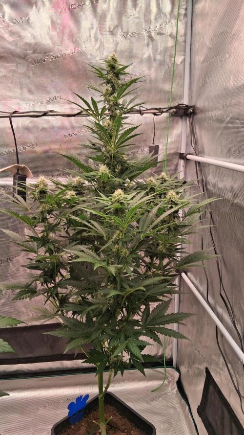 GMO Auto Barneys Farm. Week 6