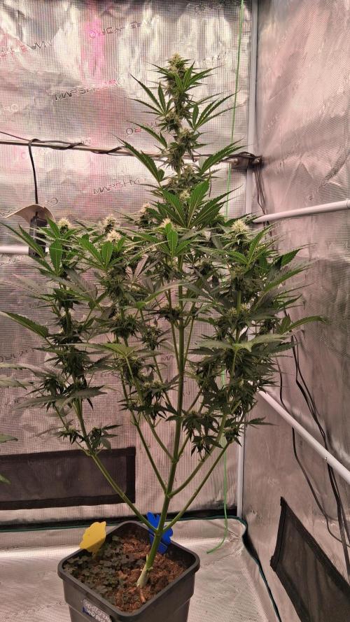 GMO Auto Barneys Farm. Week 6