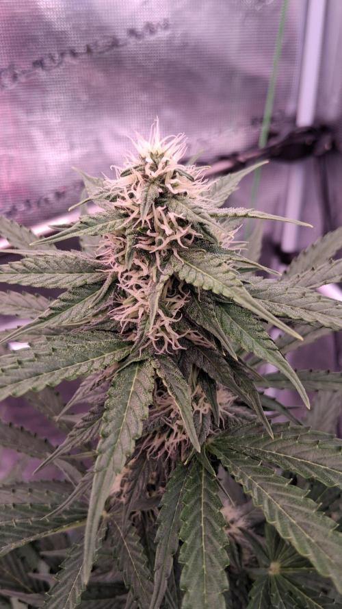 GMO Auto Barneys Farm. Week 6