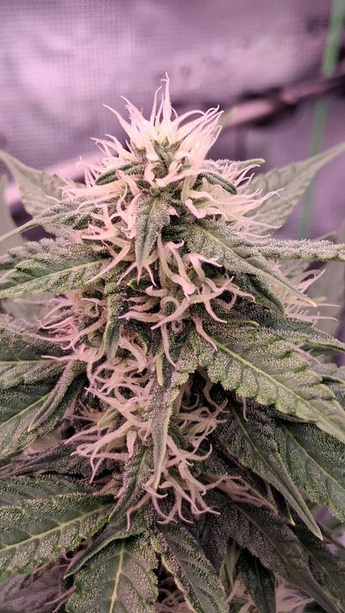 GMO Auto Barneys Farm. Week 6
