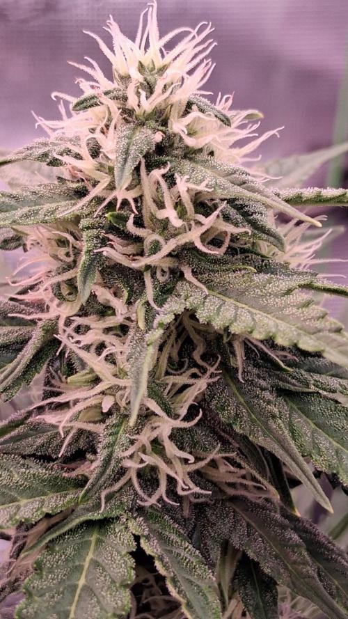 GMO Auto Barneys Farm. Week 6