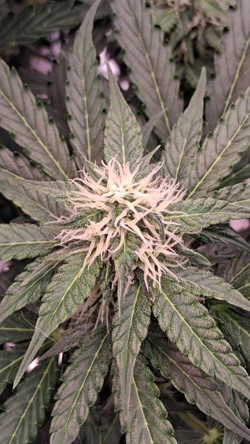 GMO Auto Barneys Farm. Week 6
