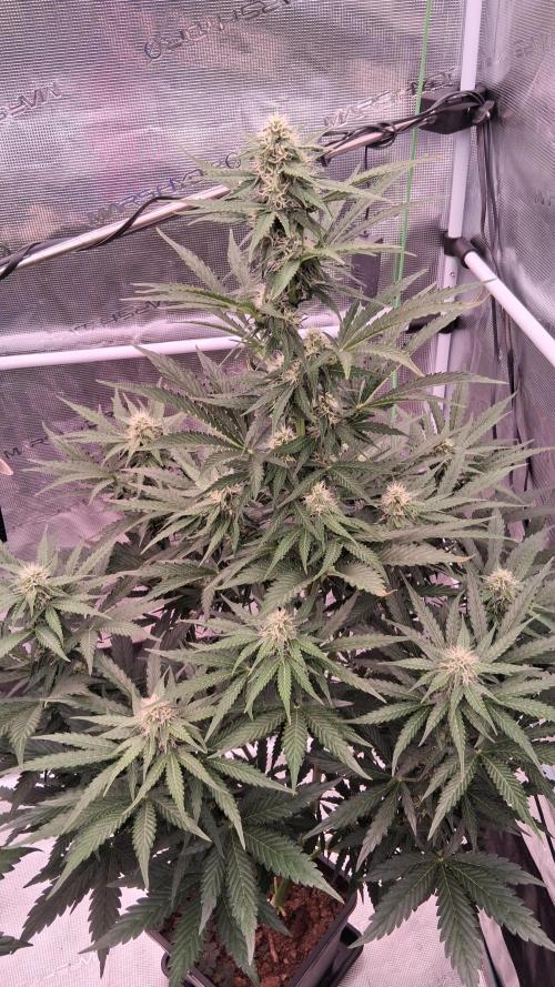 GMO Auto Barneys Farm. Week 6