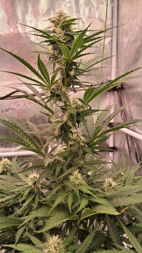 GMO Auto Barneys Farm. Week 6