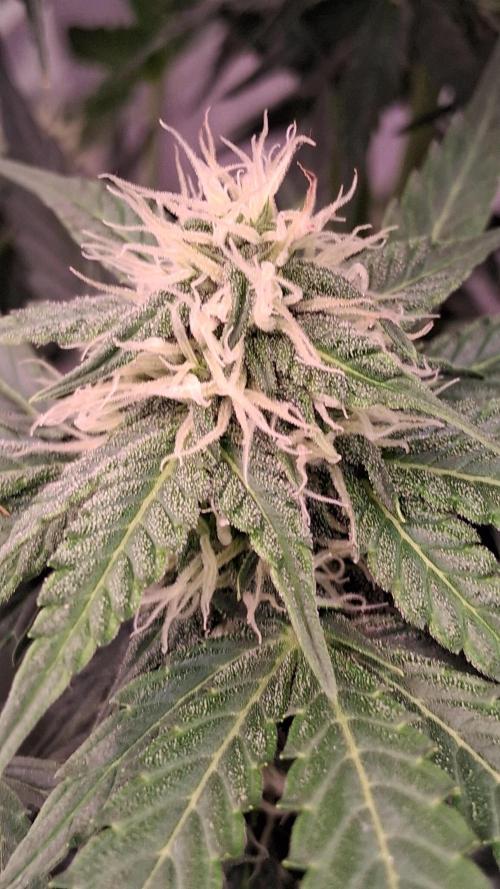 GMO Auto Barneys Farm. Week 6