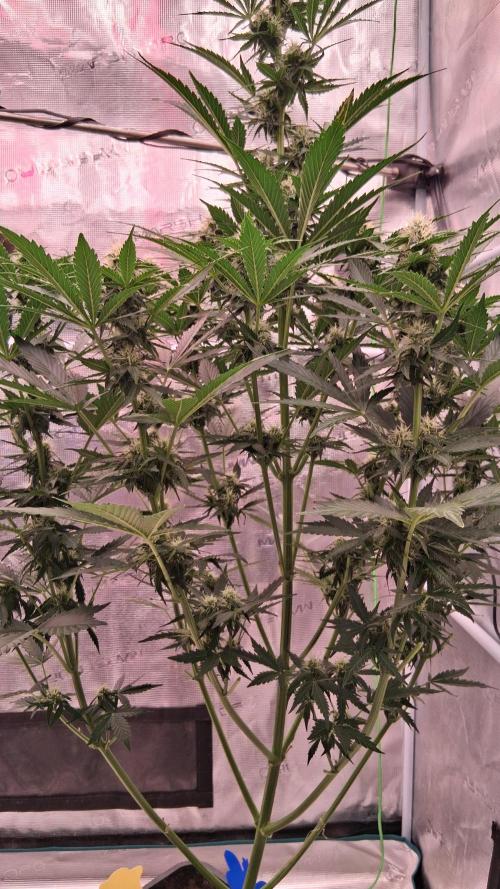 GMO Auto Barneys Farm. Week 6