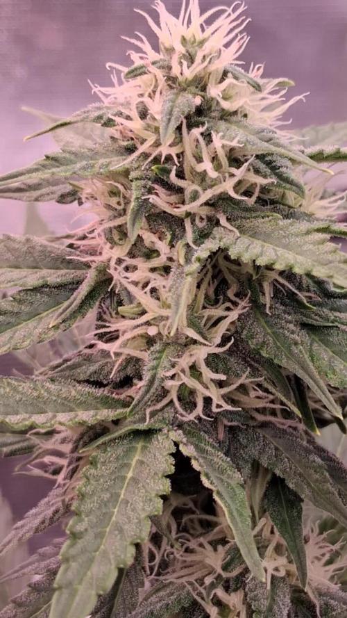 GMO Auto Barneys Farm