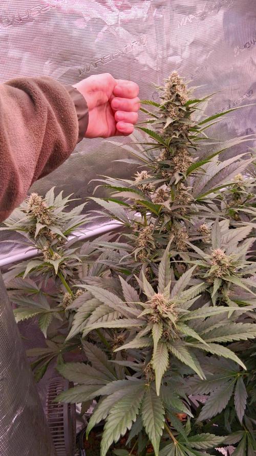 Banana Purple Punch Auto RF3 Fastbuds. Week 6