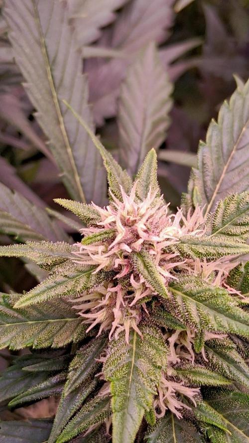 Banana Purple Punch Auto RF3 Fastbuds. Week 6