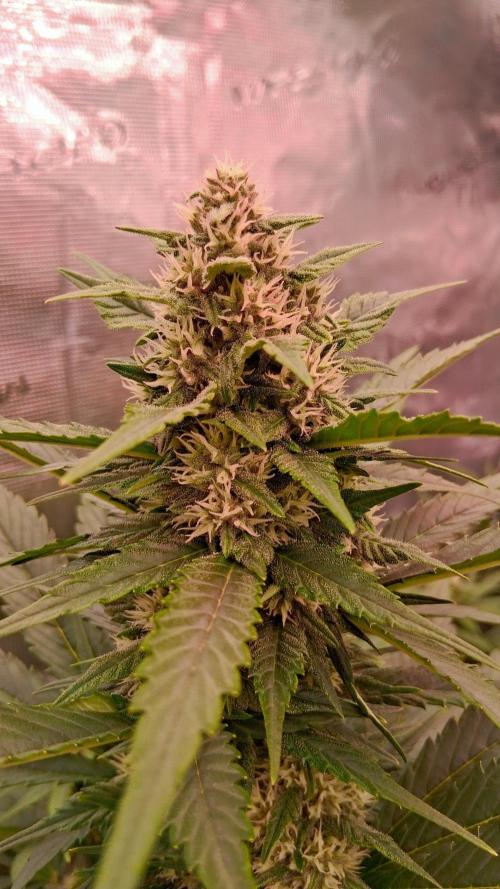 Banana Purple Punch Auto RF3 Fastbuds. Week 6