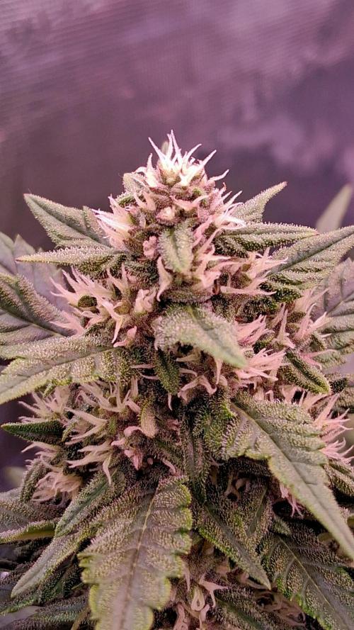 Banana Purple Punch Auto RF3 Fastbuds. Week 6