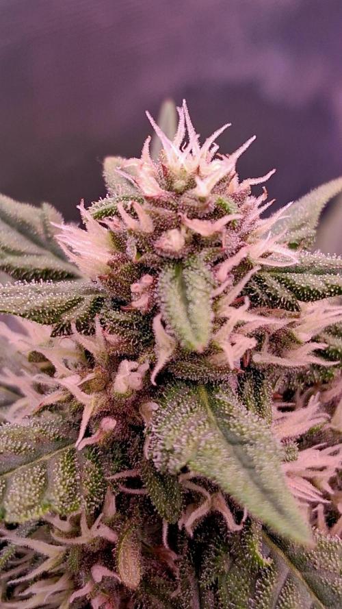 Banana Purple Punch Auto RF3 Fastbuds. Week 6