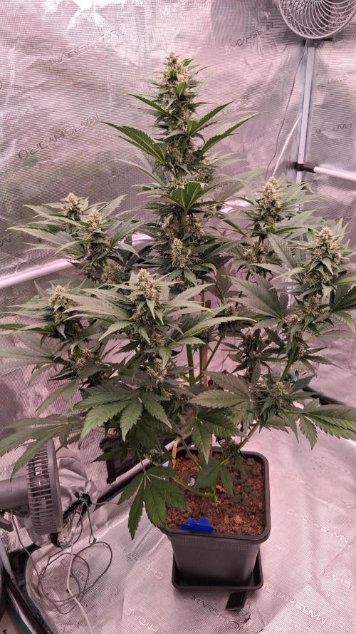 Banana Purple Punch Auto RF3 Fastbuds. Week 6