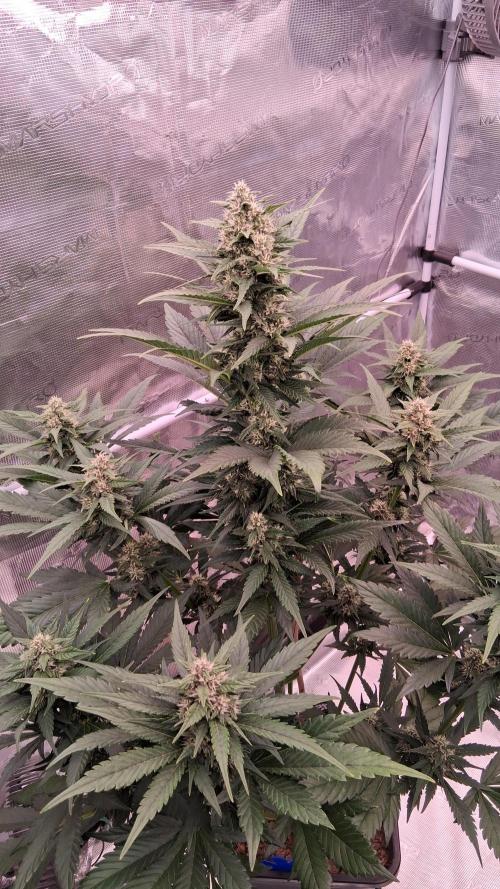 Banana Purple Punch Auto RF3 Fastbuds. Week 6