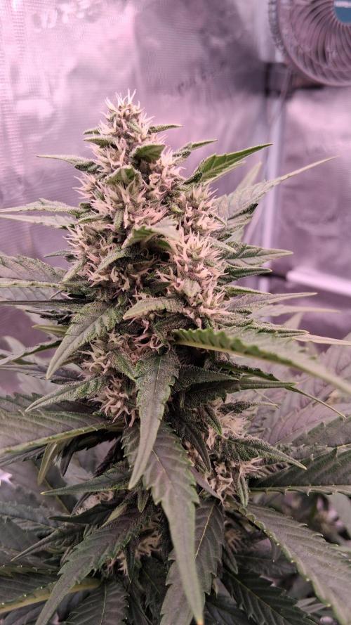 Banana Purple Punch Auto RF3 Fastbuds. Week 6