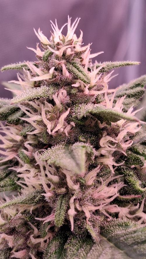 Banana Purple Punch Auto RF3 Fastbuds. Week 6