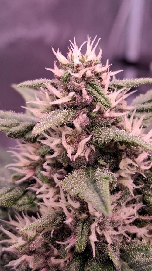 Banana Purple Punch Auto RF3 Fastbuds. Week 6
