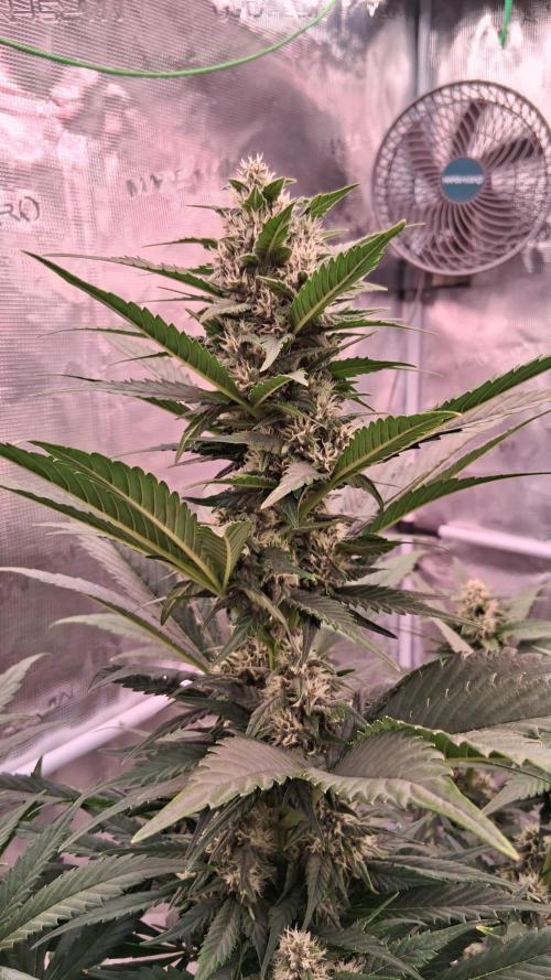 Banana Purple Punch Auto RF3 Fastbuds. Week 6
