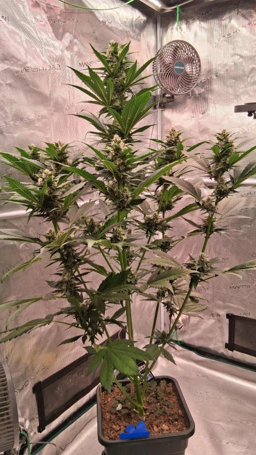 Banana Purple Punch Auto RF3 Fastbuds. Week 6