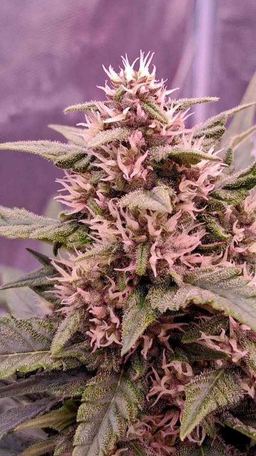 Banana Purple Punch Auto RF3 Fastbuds. Week 6