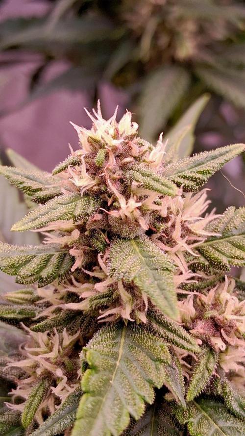 Banana Purple Punch Auto RF3 Fastbuds. Week 6