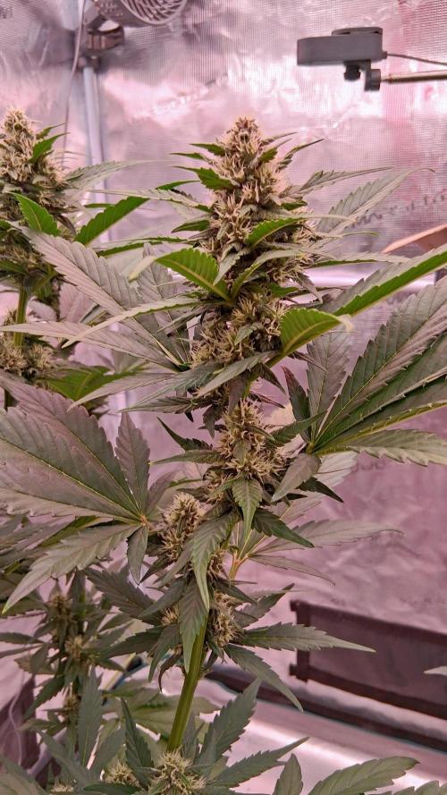 Banana Purple Punch Auto RF3 Fastbuds. Week 6