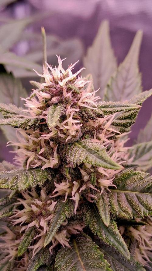 Banana Purple Punch Auto RF3 Fastbuds. Week 6