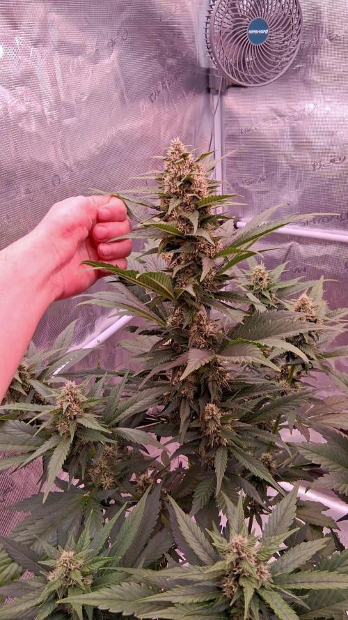 Banana Purple Punch Auto RF3 Fastbuds. Week 6