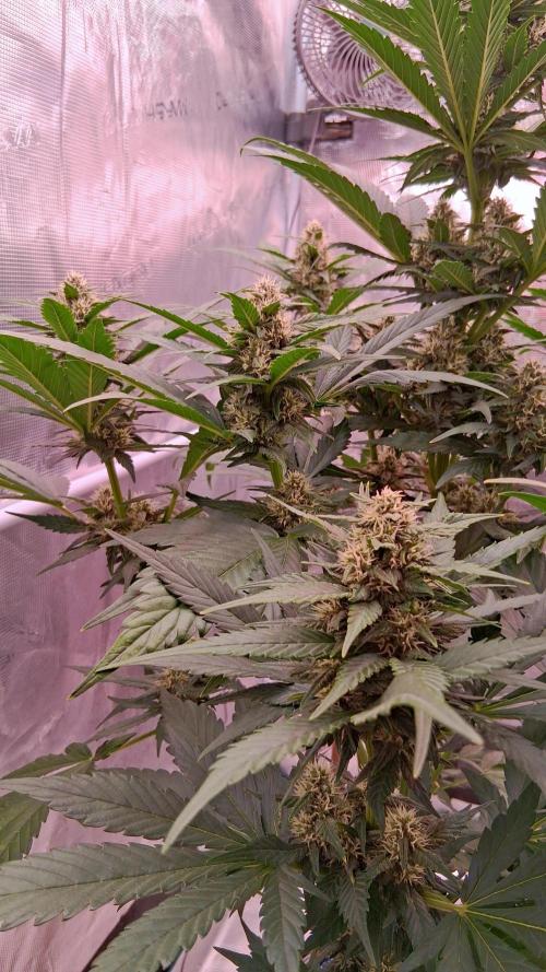 Banana Purple Punch Auto RF3 Fastbuds. Week 6