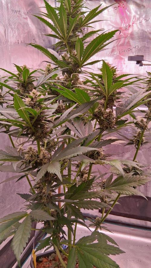 Banana Purple Punch Auto RF3 Fastbuds. Week 6
