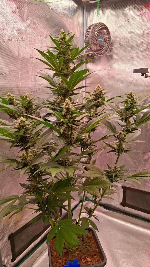 Banana Purple Punch Auto RF3 Fastbuds. Week 6