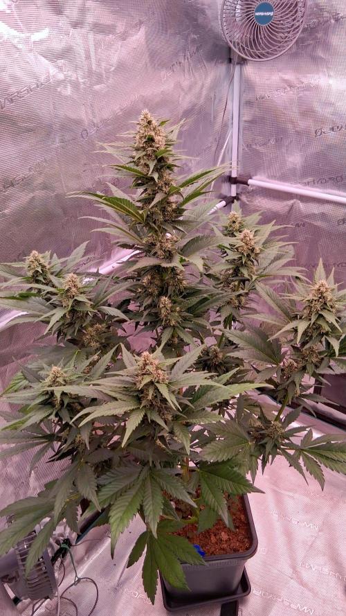 Banana Purple Punch Auto RF3 Fastbuds. Week 6