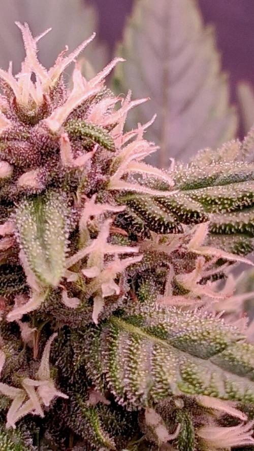 Banana Purple Punch Auto RF3 Fastbuds. Week 6