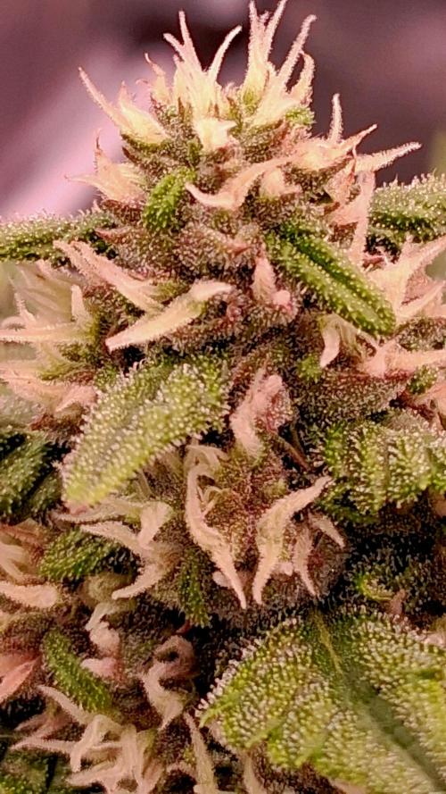 Banana Purple Punch Auto RF3 Fastbuds. Week 6